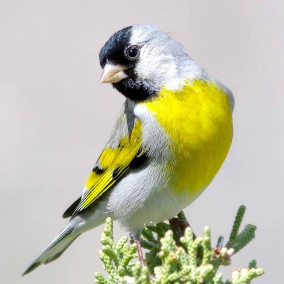 china_goldfinch
